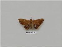 藏品(夜蛾320)的圖片